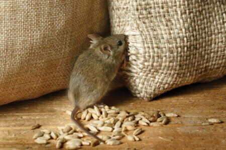closeup the vole mouse nibbles the sack of grain in the storeho
